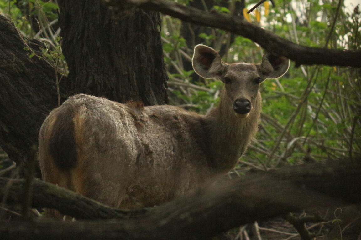 Maitreya Grylls, Photograph, Chandigarh